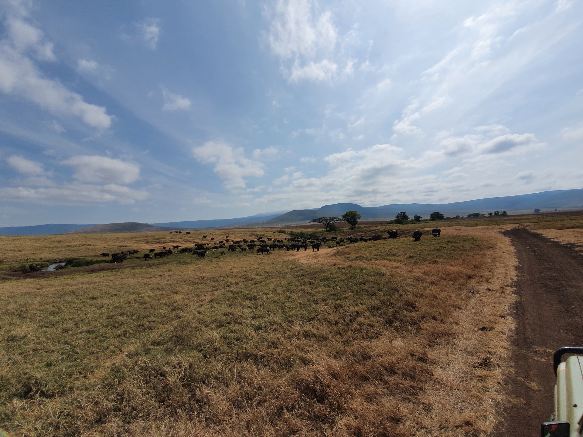 Gnuherde an einem Fluss im Ngorongoro-Krater — Tansania Safari