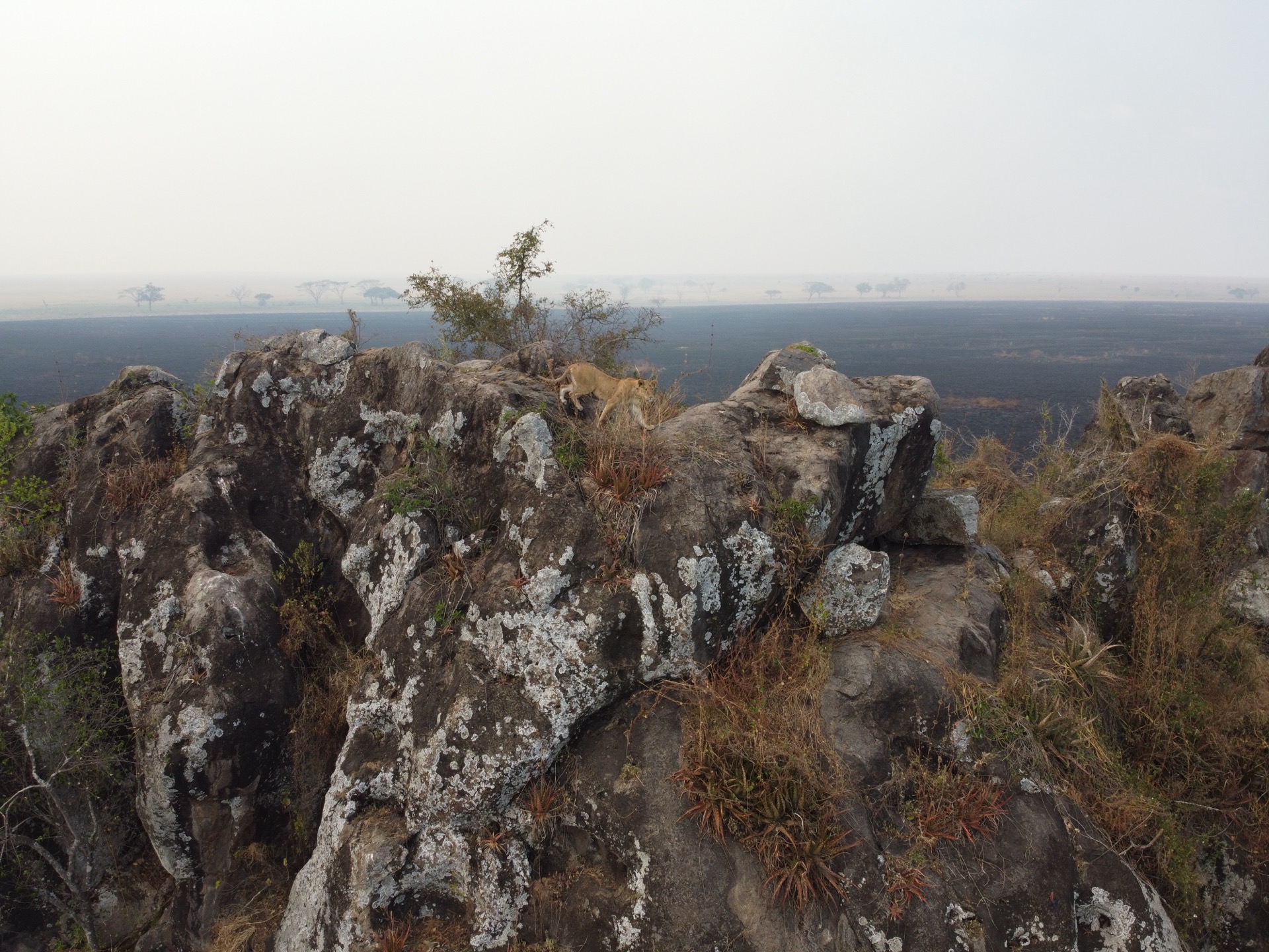 Löwin auf einem Felsvorsprung (Kopje) mit Blick über die Savanne Nordtansanias — Tansania Safari Juli 2020