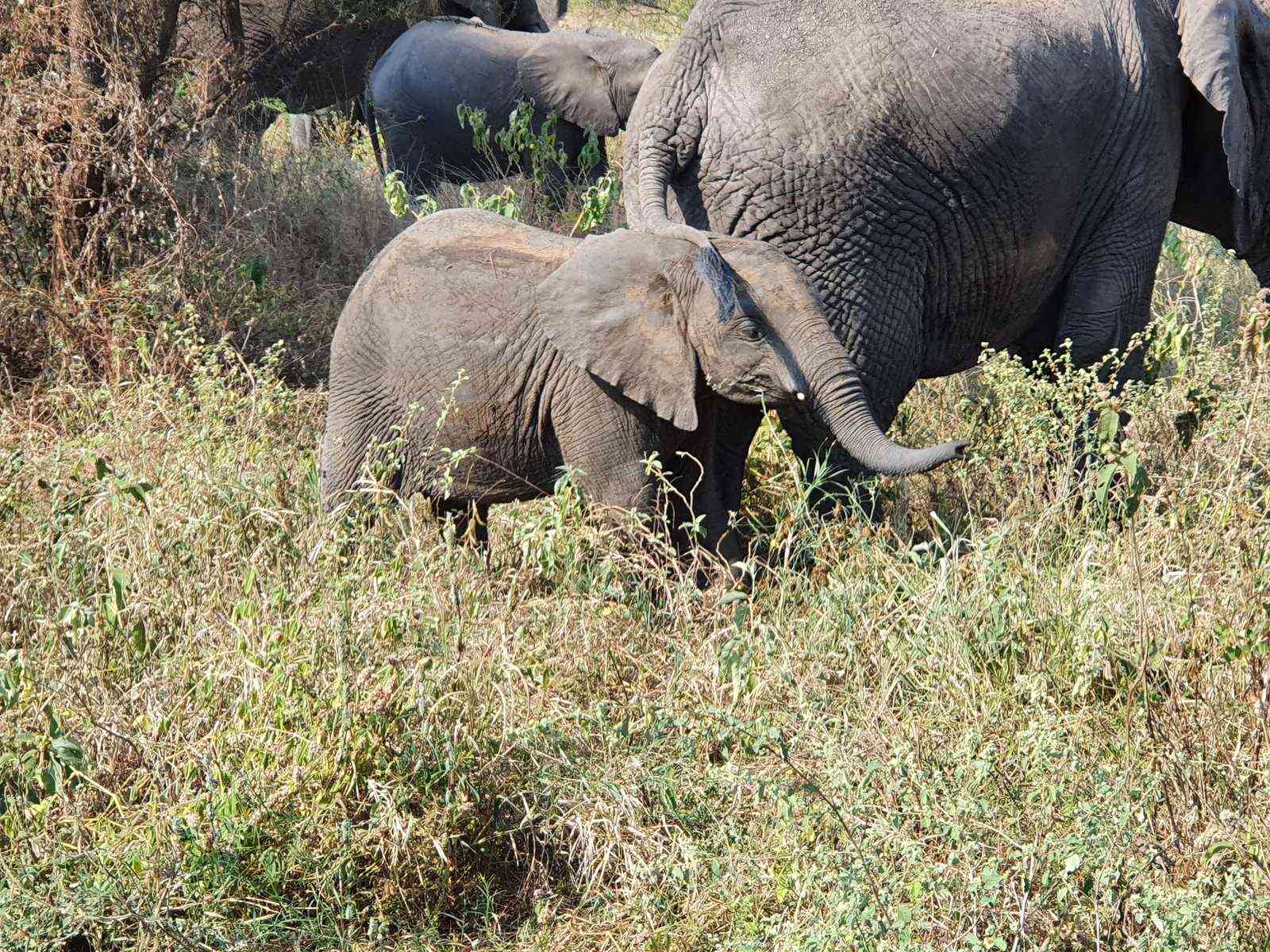 Elephant calf feeding in tall grass beside adult elephants, Tarangire