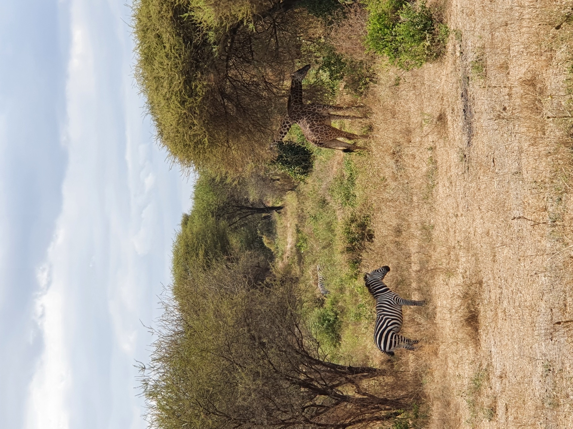 Zebra und Giraffe unter Akazien in trockener Savanne — Tarangire-Nationalpark Tansania