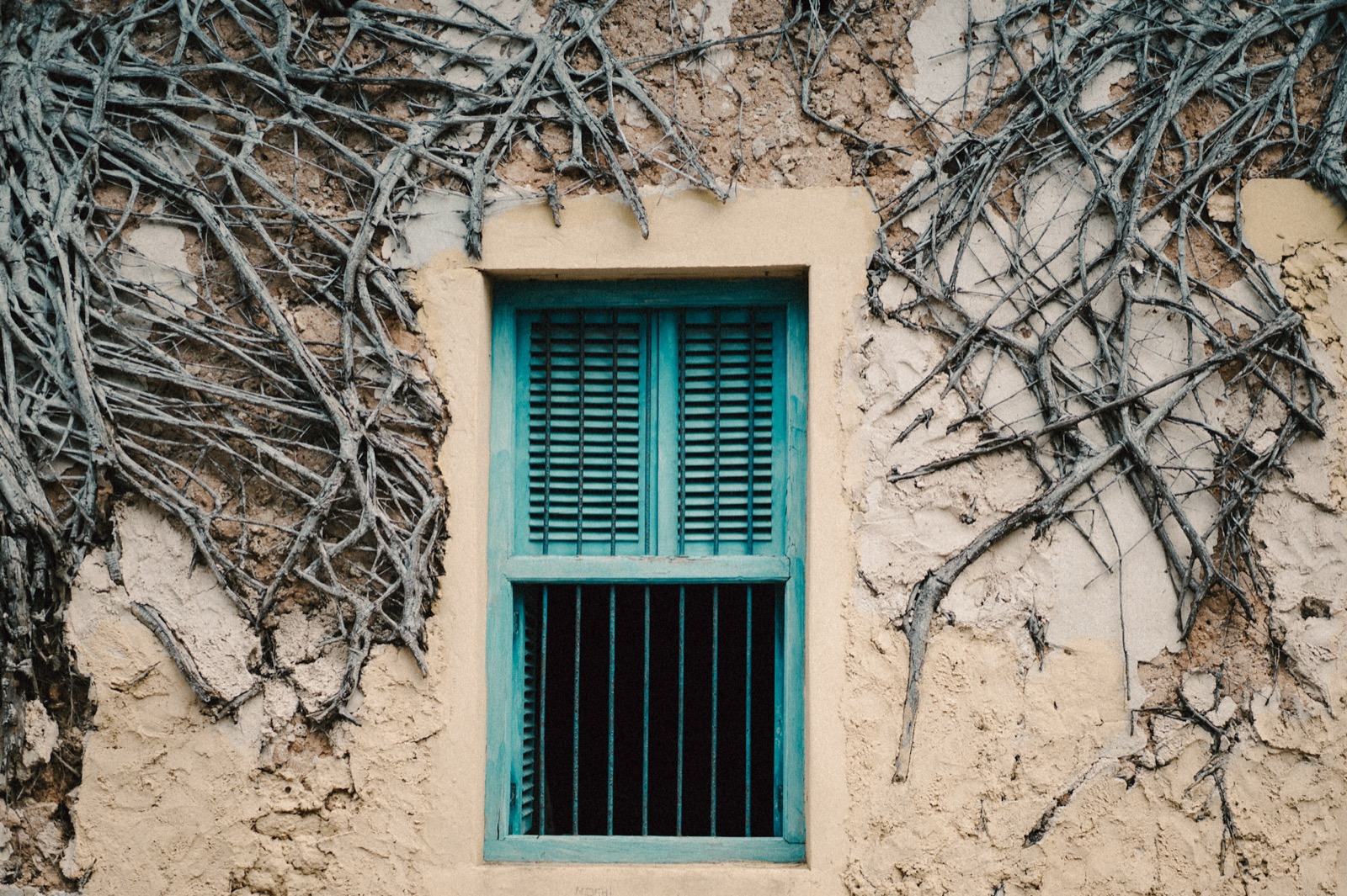 Weathered stone wall with climbing vines and turquoise barred window in Stone Town, Zanzibar — the spice-trade capital of the Indian Ocean