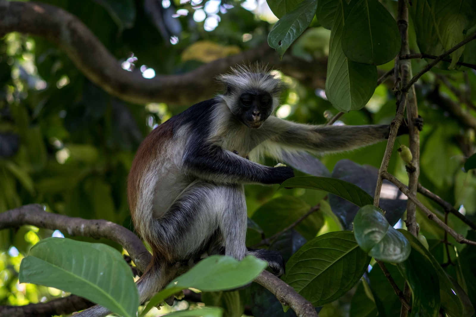 Zanzibar red colobus monkey perched on a tree branch eating leaves in Jozani Forest