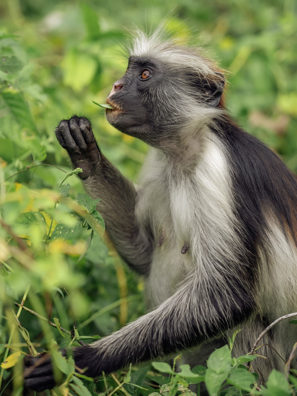 Zanzibar red colobus monkey eating leaves in lush green forest — East Africa wildlife on the approach to Kilimanjaro