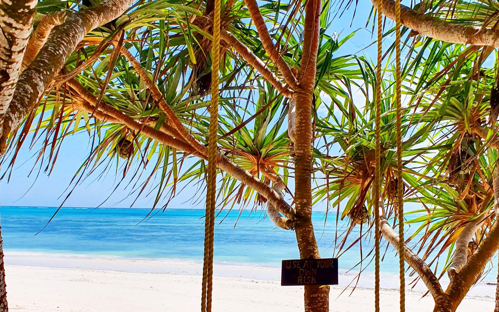 Tropical trees shading a white-sand beach above turquoise water, Zanzibar