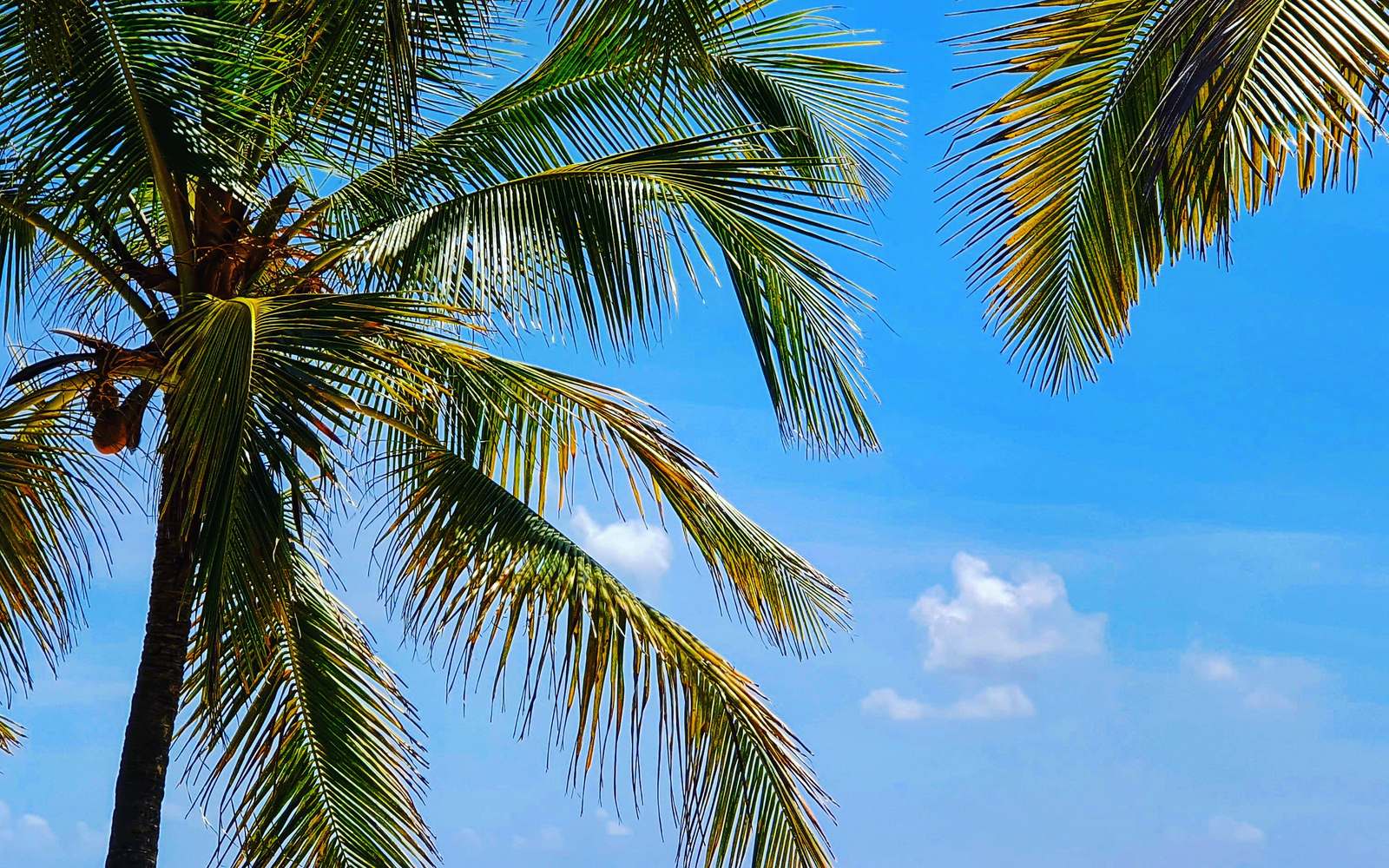 Palm fronds above a beach at low tide, east coast of Zanzibar